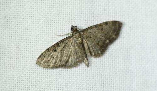 Réf. 258 347 : Eupithecia virgaureata